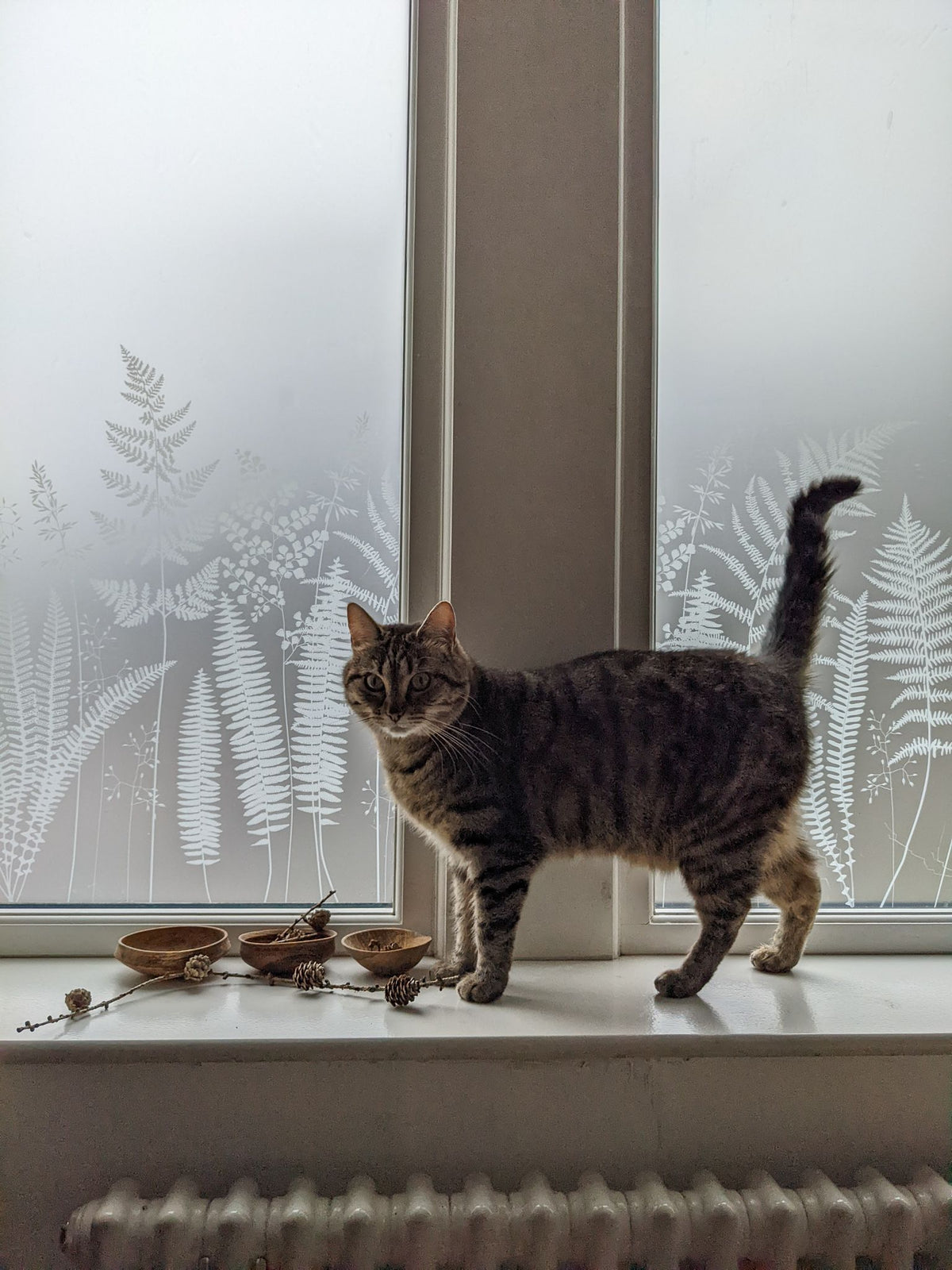 Tabby cat standing on a windowsill with decorative plant patterns on a privacy window film.