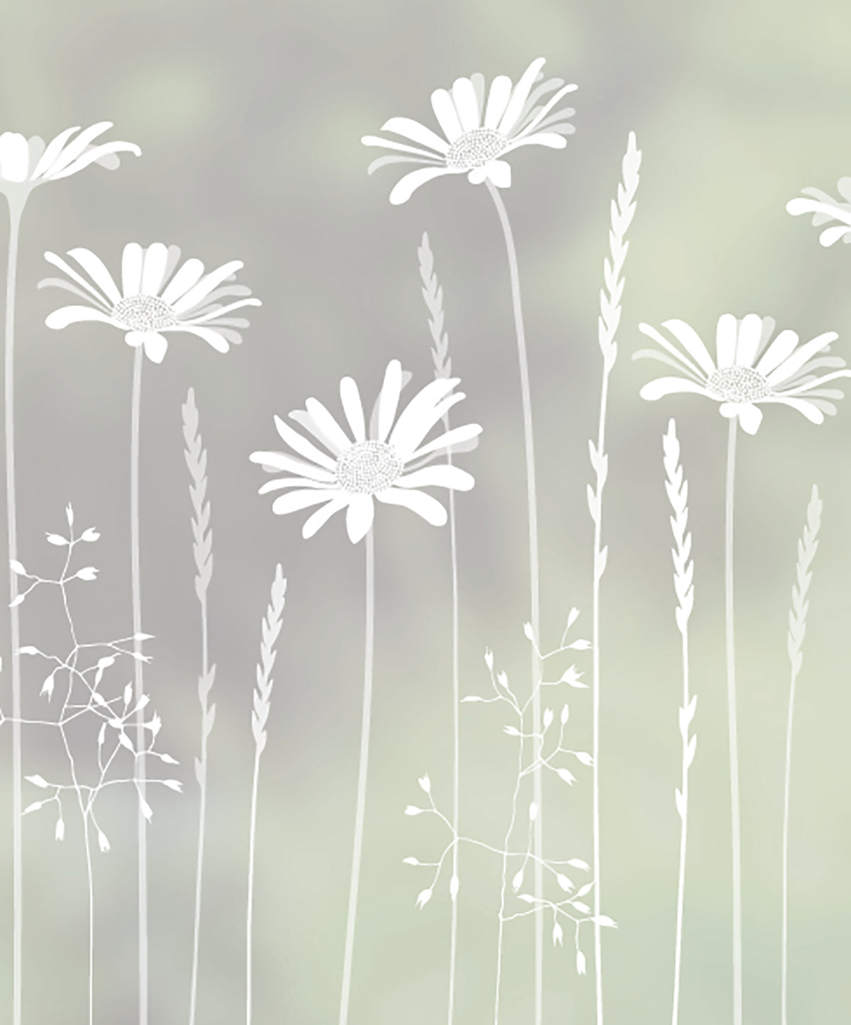 Close-up of Tall Daisies flower frosted window film pattern by designer Hannah Nunn.