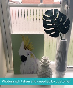 FB017 Frosted Window Film