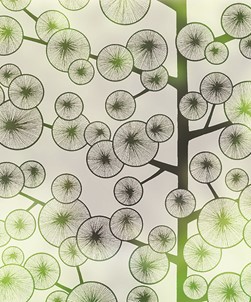 Cotton Tree 