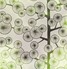 Cotton Tree 