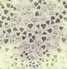 Fern by MissPrint