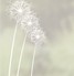 Florales Window Film Design