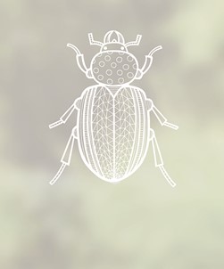 Beetle