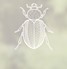 Beetle