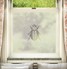 Beetle