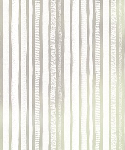 Birch Tree