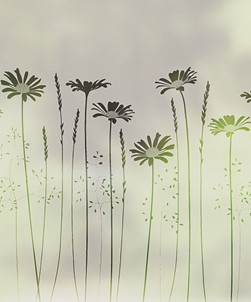 Daisy Meadows Edge