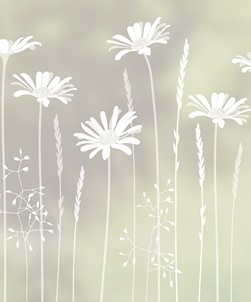 Tall Daisies