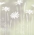 Tall Daisies