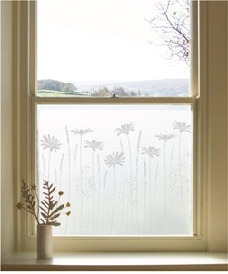 Tall Daisies