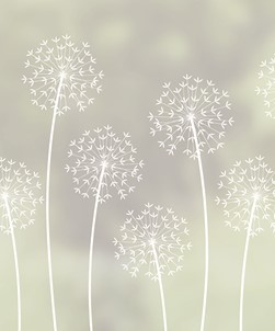 Allium