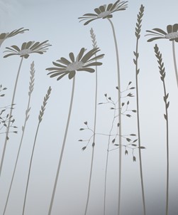 Tall Daisies