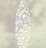 Surfboard