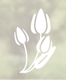 Flowering Tulip Bulbs