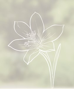 Single Crocus