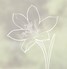Single Crocus