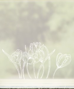 Spring Crocus