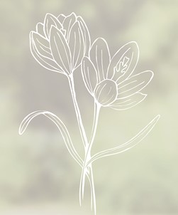 Twin Crocus