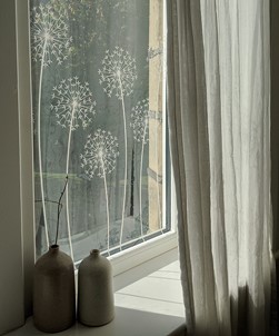 Allium