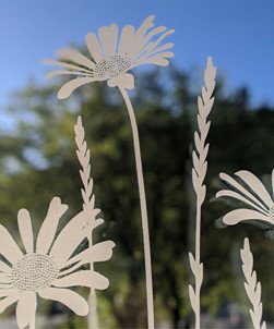 Daisy Meadows Edge