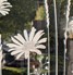 Tall Daisies