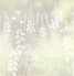 Wild Edge by Hannah Nunn
