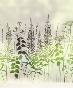 Wild Edge by Hannah Nunn